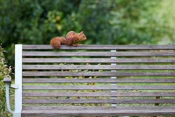 A red squirrel perches on the backrest of a wooden bench with horizontal slats and metal armrests, surrounded by lush greenery in a peaceful garden.