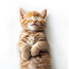 Obraz premium Sleeping kitten with adorable expression ignites admiration and surprise