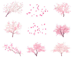 Cherry tree flowering illustration
