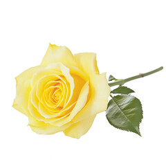 Fototapeta premium Yellow rose isolated on a white background, png