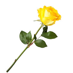 Obraz premium Yellow rose isolated on a white background, png