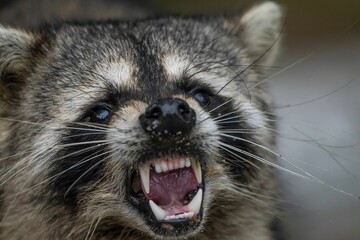 Close-up of a raccoon showing its fangs. © Wirestock