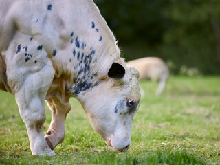Close-up of a light-colored cow with black spots grazing in a lush, grassy field. Another cow is...