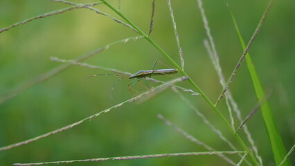 sloth insect perched on a small branch