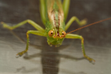 Close Up of Green Grasshopper Isolated on White