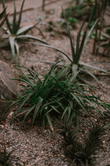 Cactuses and succulents in orangery