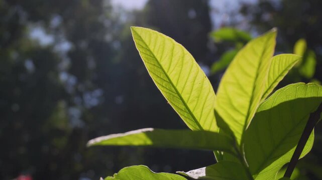 Guava tree leaves (Psidium guajava) against bright sunlight, showcasing veins and leaf structure. Organic farming.