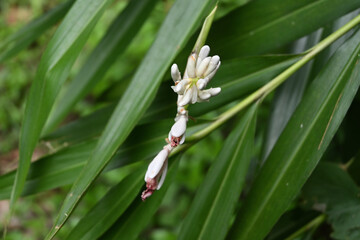 View of Snap ginger (Alpinia calcarata) flower buds which are ready to bloom