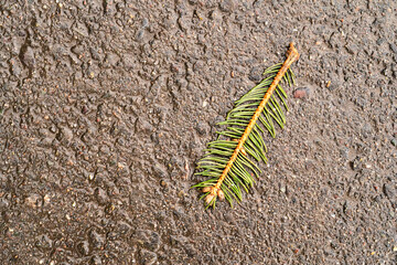 This close-up photo captures a single pine needle branch lying on a wet asphalt surface after rain. The contrast between the natural element and the textured urban pavement creates a compelling visual