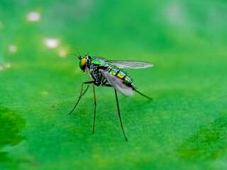 a condylostylus fly in nature perched on a leaf, macro photography, close up, wildlife, insect.