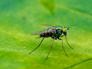 a condylostylus fly in nature perched on a leaf, macro photography, close up, wildlife, insect.