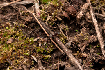 Black Ant Exploring Mossy Forest Floor.