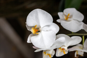 white orchid flower closeup