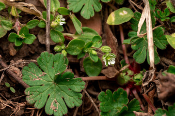 Cluster of Tiny White Wildflowers in Green Foliage.