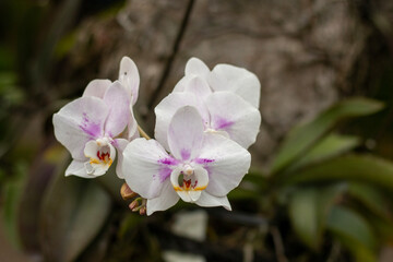White orchid on a tree