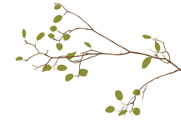 Tree branch with green leaves isolated graphic illustration.