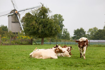 Three serene cows relax in a lush green field; one stands watchfully. In the backdrop, a...
