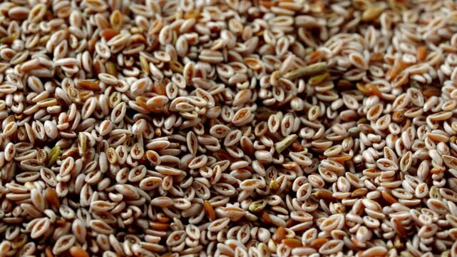 closeup pile of psyllium seed video footage 4k rotation background texture 