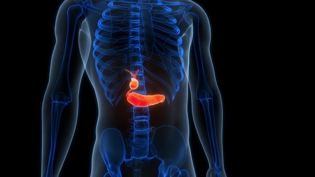Human Internal Organs Pancreas with Gallbladder Anatomy Animation Concept
