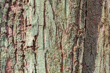 Fototapeta premium 樹木背景素材ｰ2