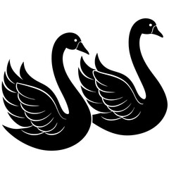 black and white swans