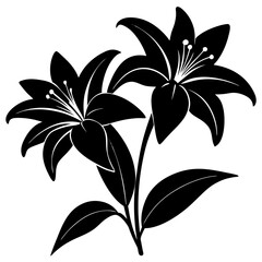 black and white lily