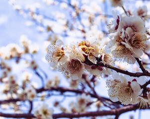 本庄運動公園　梅尾の花5ｰ34