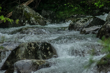 Fototapeta premium a rushing mountain stream among the vegetation in the Slovak Tatras