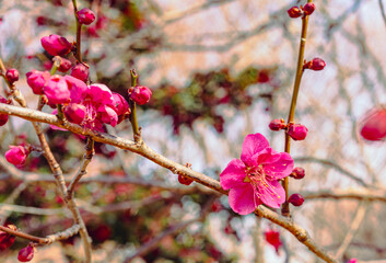 本庄運動公園　梅尾の花5ｰ11