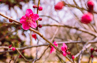 本庄運動公園　梅尾の花5ｰ98