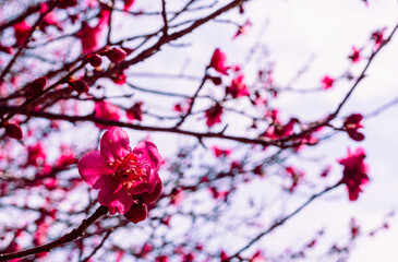 本庄運動公園　梅尾の花5ｰ99