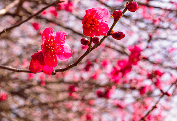 本庄運動公園　梅尾の花5ｰ96