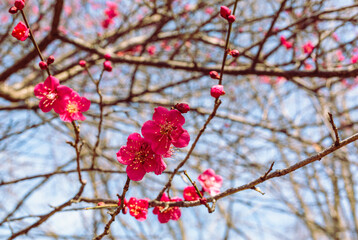 本庄運動公園　梅尾の花5ｰ75