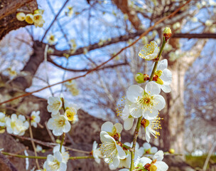 Obraz premium 本庄運動公園 梅尾の花5ｰ59