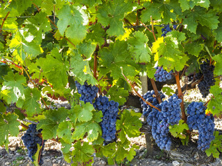 Chateau Lafite Rothschild, Weingut, Gironde, Frankreich, Europa
