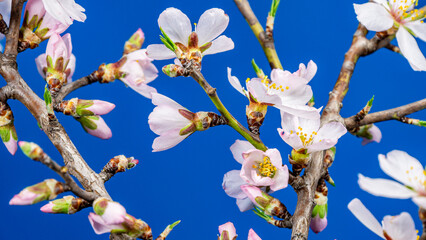 Almond Flowers Bloom on a Blue Background. Macro Spring Tree Blossoming Branch. Birth of Nature