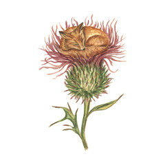 Watercolor illustration: a small red fox sleeping in a large thistle flower. A fantastic image of a small animal and large plants. A set of vintage-style cliparts for stickers and prints.
