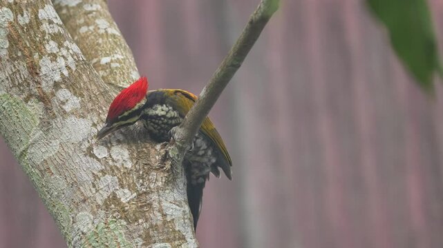a common flameback bird is scooping up food with its beak