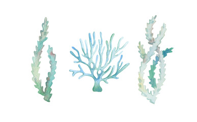 Watercolor illustration of seaweed and corals
