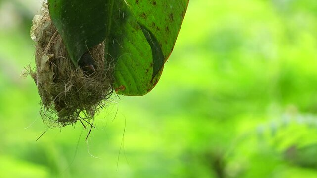 a little spiderhunter bird is feeding its young in the nest attached to a banana leaf