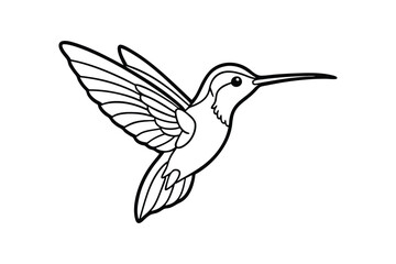 Fototapeta premium Line art vector illustration of a hummingbird.eps