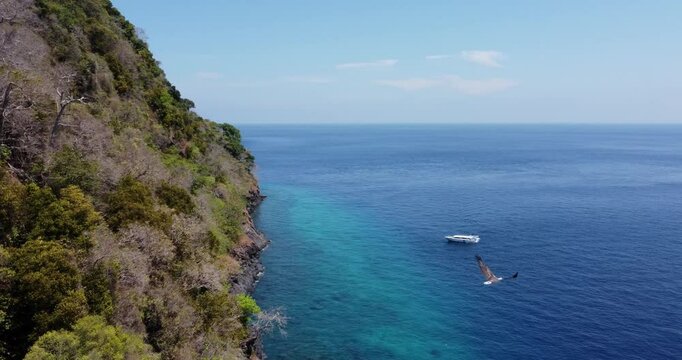 SeaGull on the coast of Similan