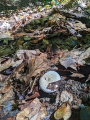 Lactarius pergamenus mushroom in last year's foliage of a summer deciduous forest