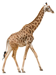 Fototapeta premium A Giraffe Walking on a solid white empty space, towards the camera, isolated on a transparent background
