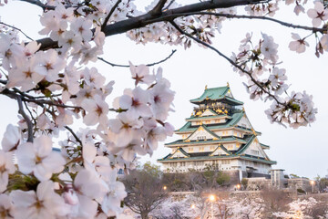 Cherry blossoms in full bloom frame Osaka Castle. The castle's green roof and stone walls stand in contrast to the delicate pink and white flowers