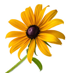 close-up Gloriosa Daisy. against the transparent background