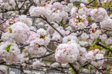 Image showcases profuse, delicate pink and white cherry blossoms. Ohtemari variety of cherry blossom trees have a big ball of flowers with many petals clustered together.