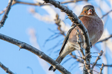 The common chaffinch or simply the chaffinch (Fringilla coelebs) is a common and widespread small passerine bird in the finch family