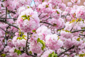 Closeup of delicate, densely packed cherry blossom clusters. Ohtemari variety of cherry blossom trees have a big ball of flowers with many petals clustered together.