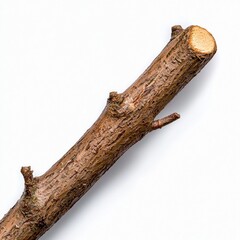 Brown Tree Branch Isolated on White Background